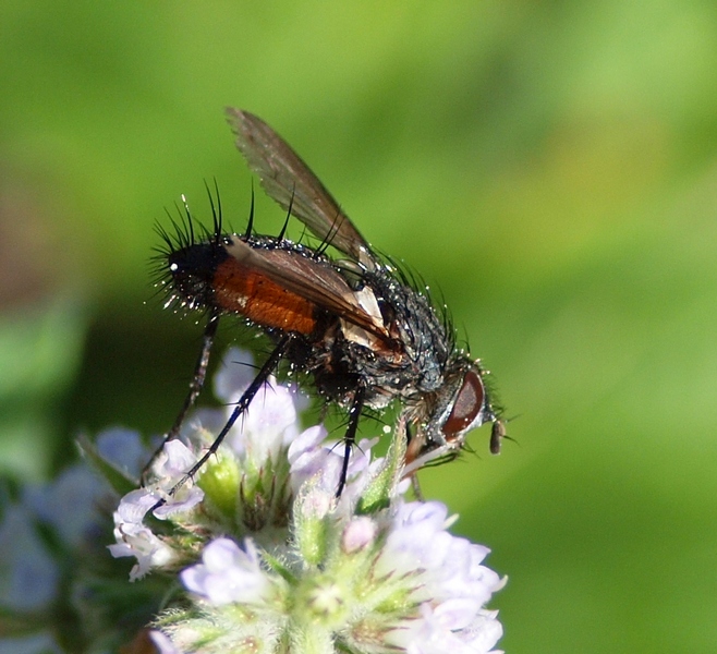 Tachinidae o Rhinophoridae?